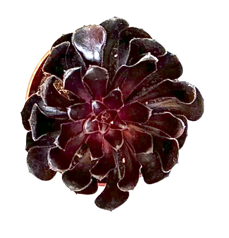Black Rose Aeonium Arboreum 'Zwartkop'