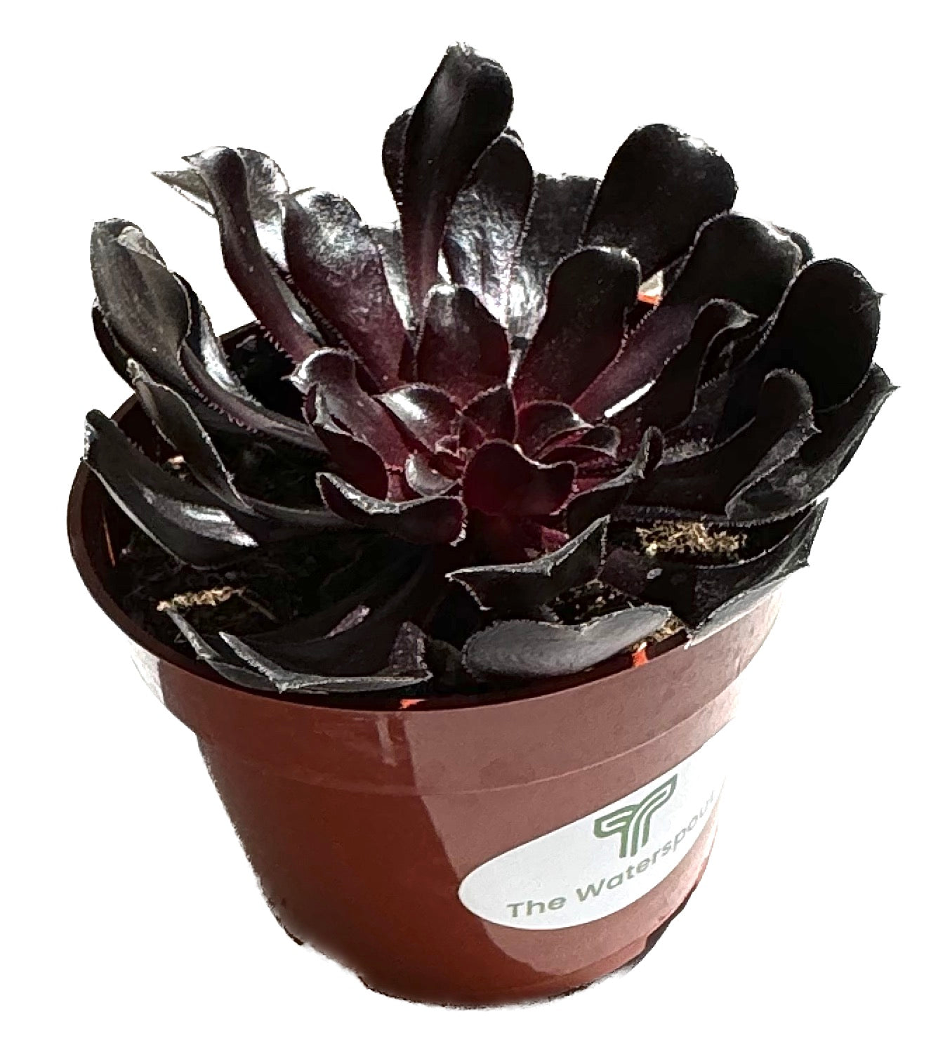 Black Rose Aeonium Arboreum 'Zwartkop'