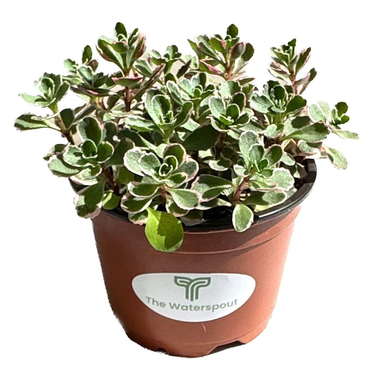 Sedum Spurium Tricolor 'Fool's Gold'