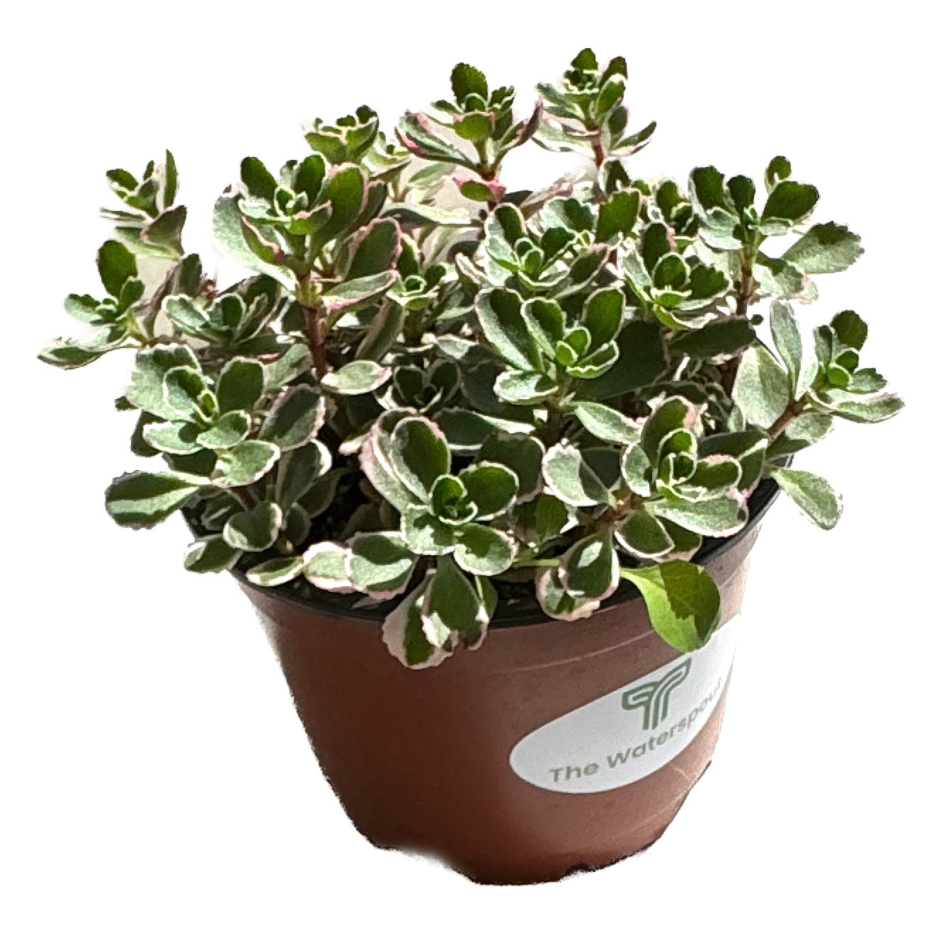 Sedum Spurium Tricolor 'Fool's Gold'