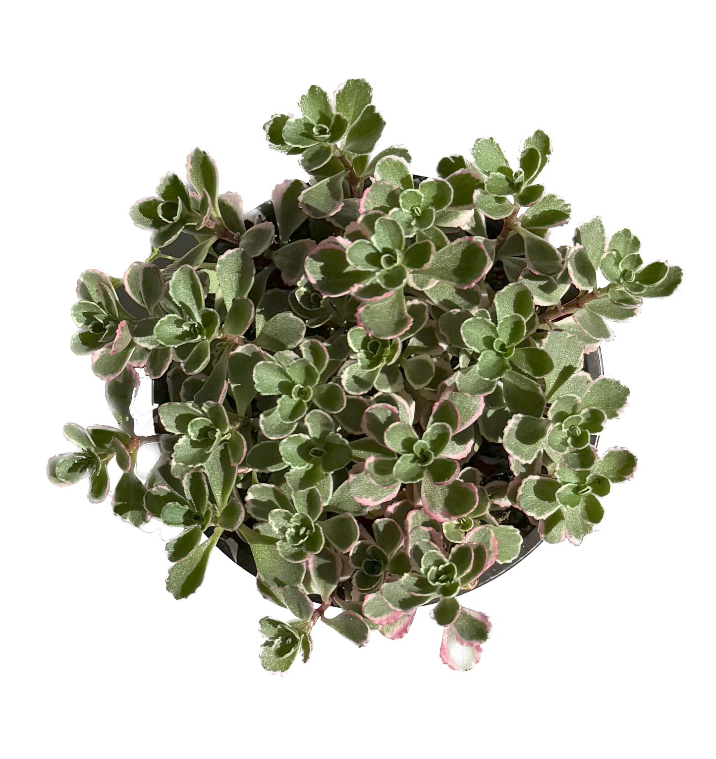 Sedum Spurium Tricolor 'Fool's Gold'