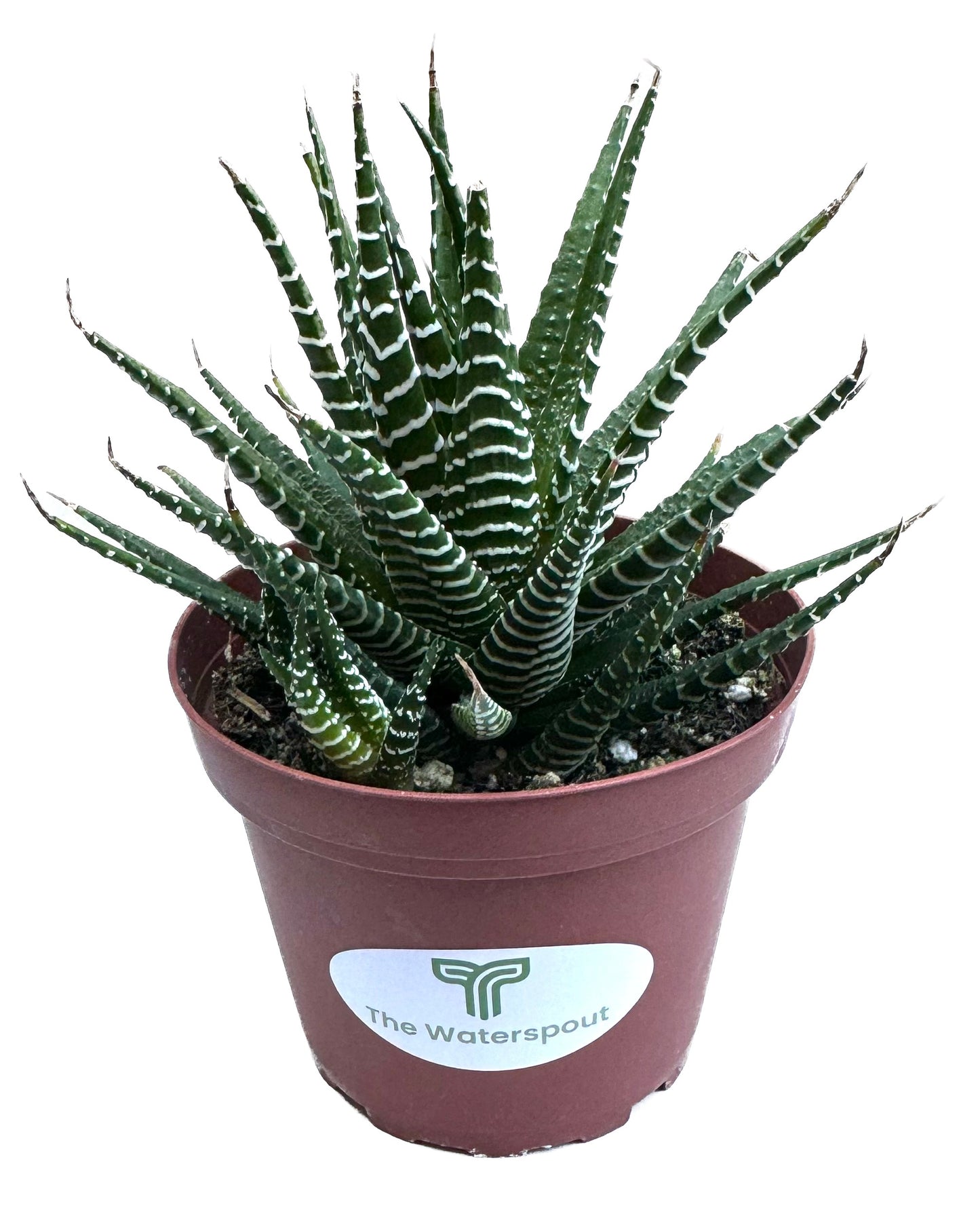 Haworthia Fasciata 'Big Band'