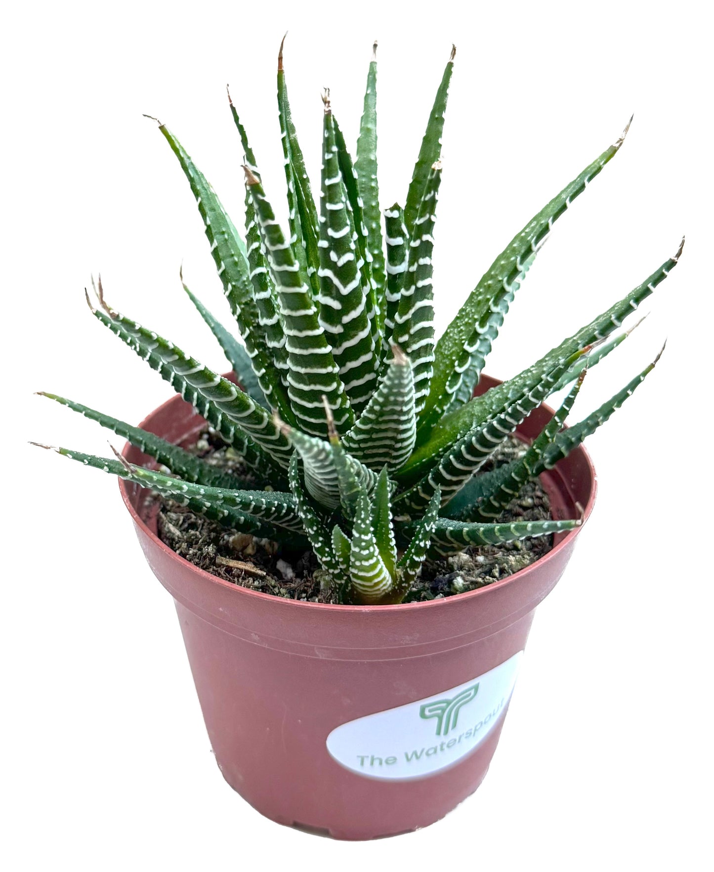 Haworthia Fasciata 'Big Band'