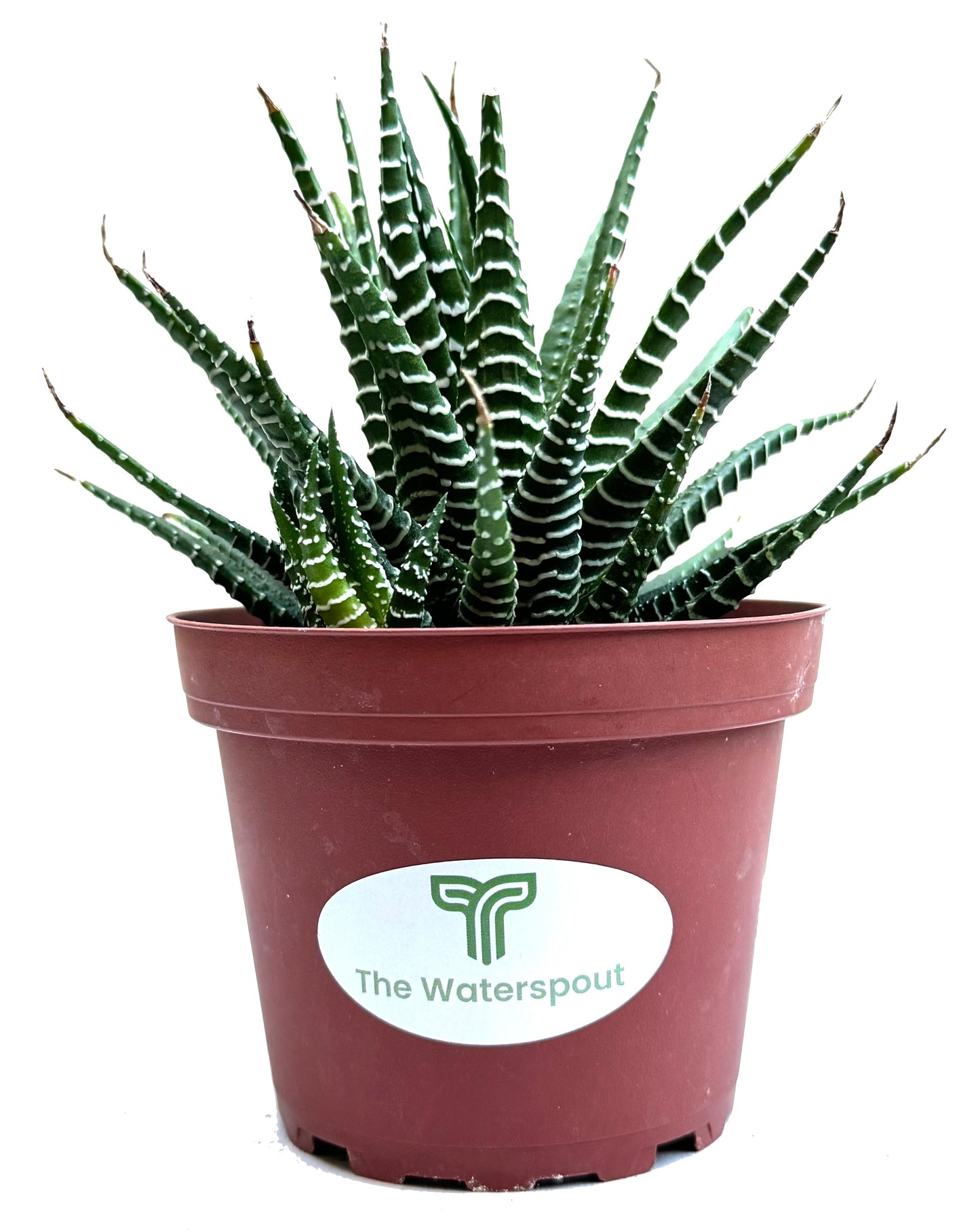 Haworthia Fasciata 'Big Band'