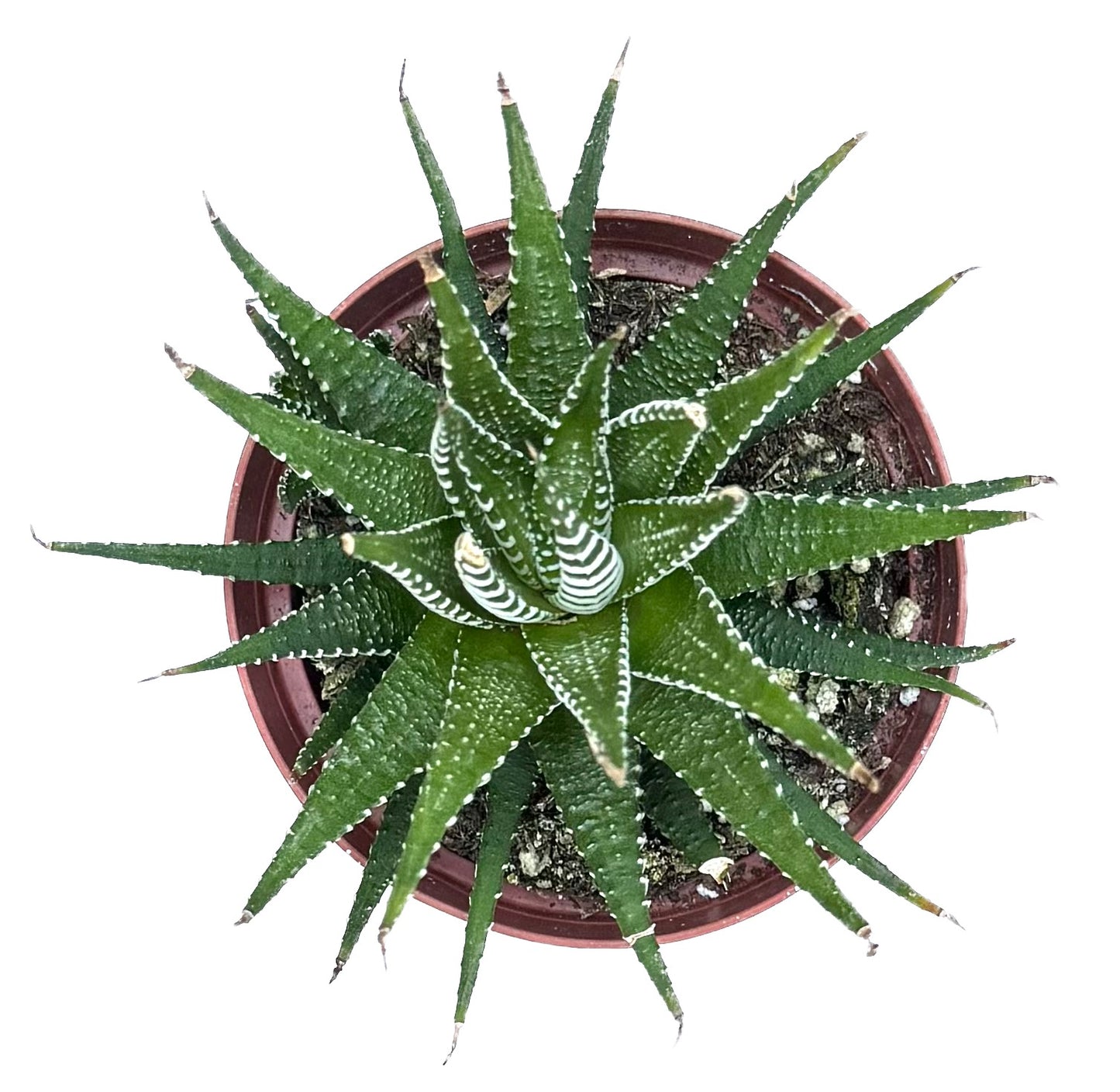 Haworthia Fasciata 'Big Band'