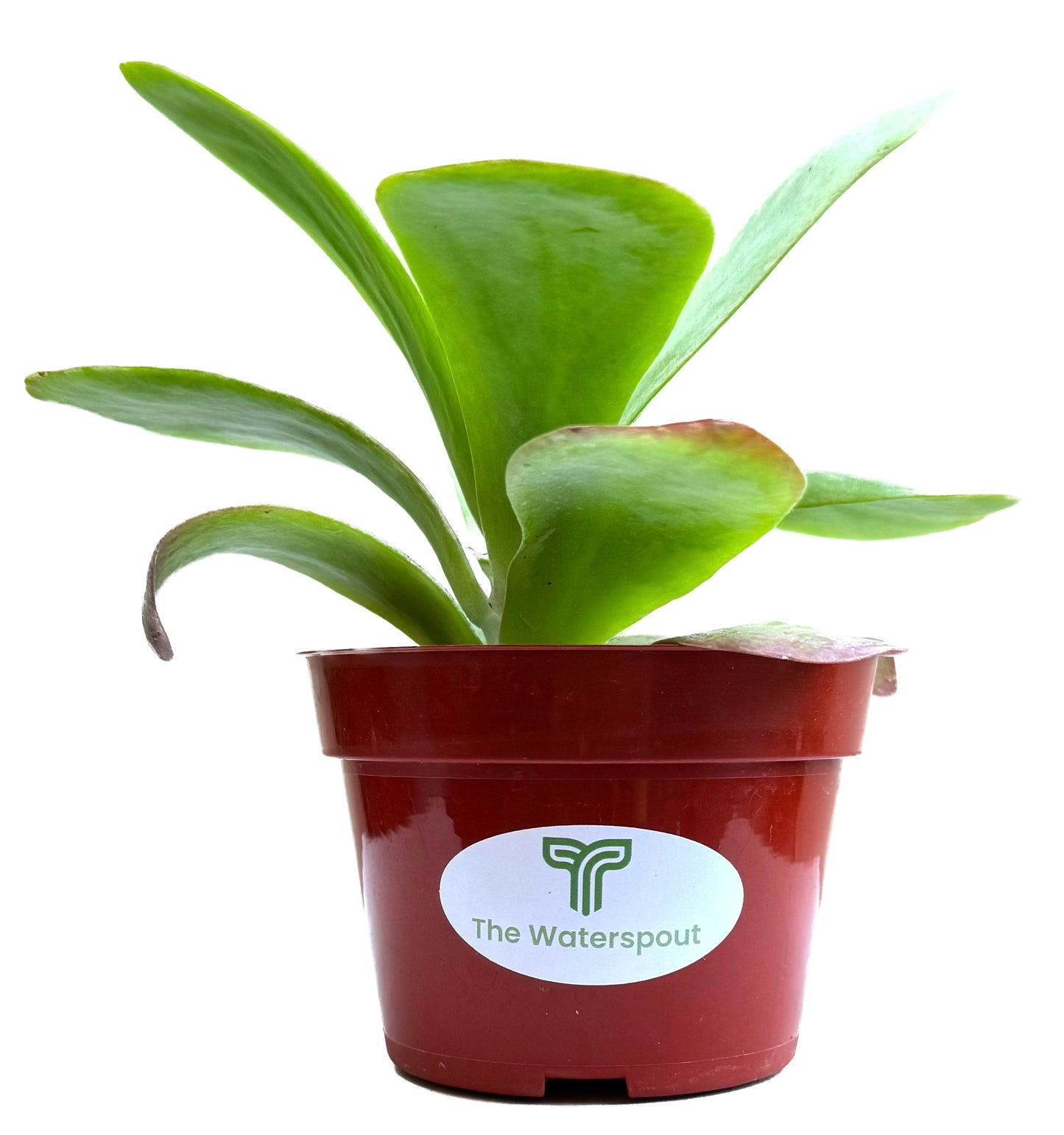 Flapjacks Kalanchoe Thrysiflora