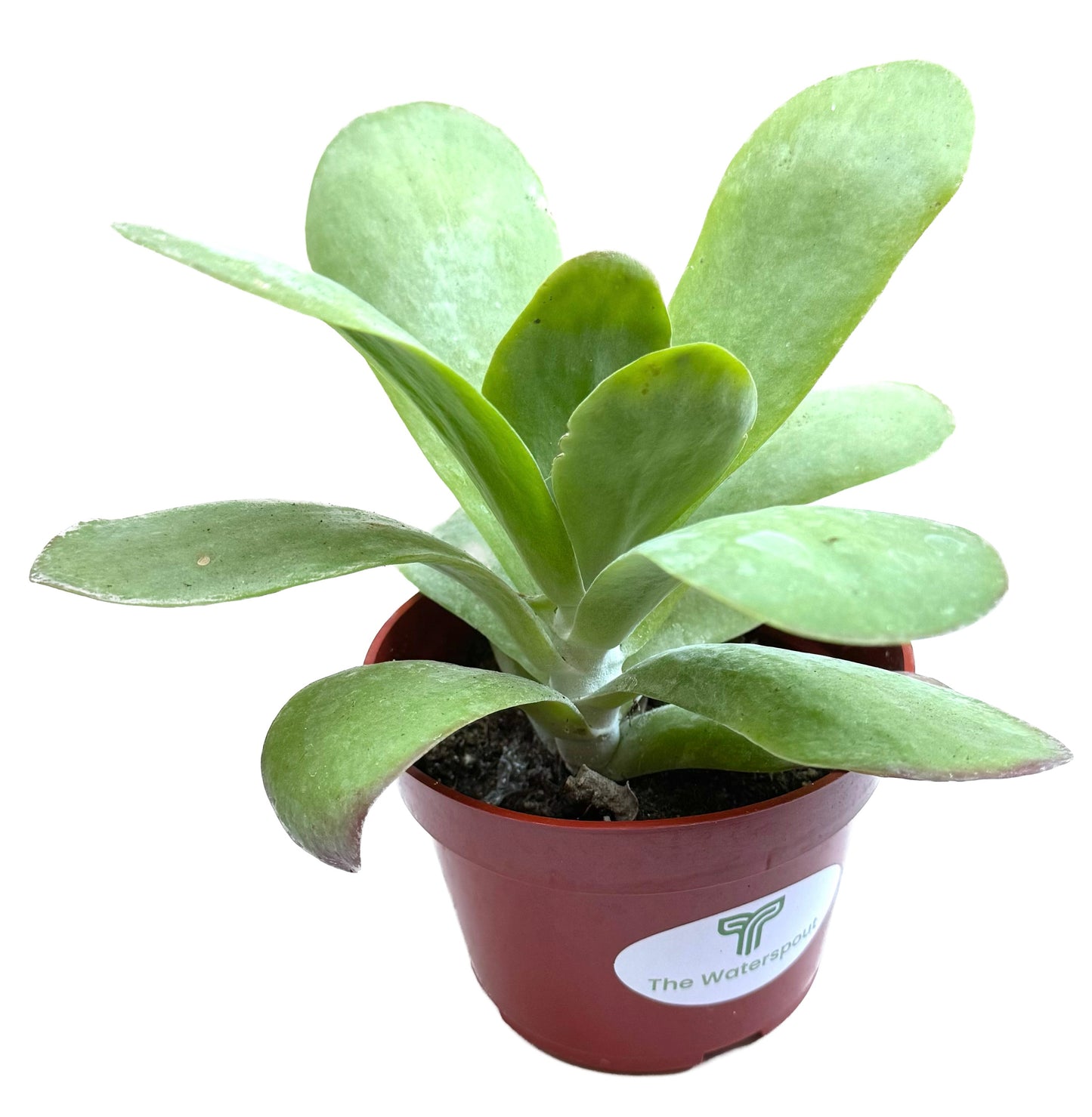 Flapjacks Kalanchoe Thrysiflora