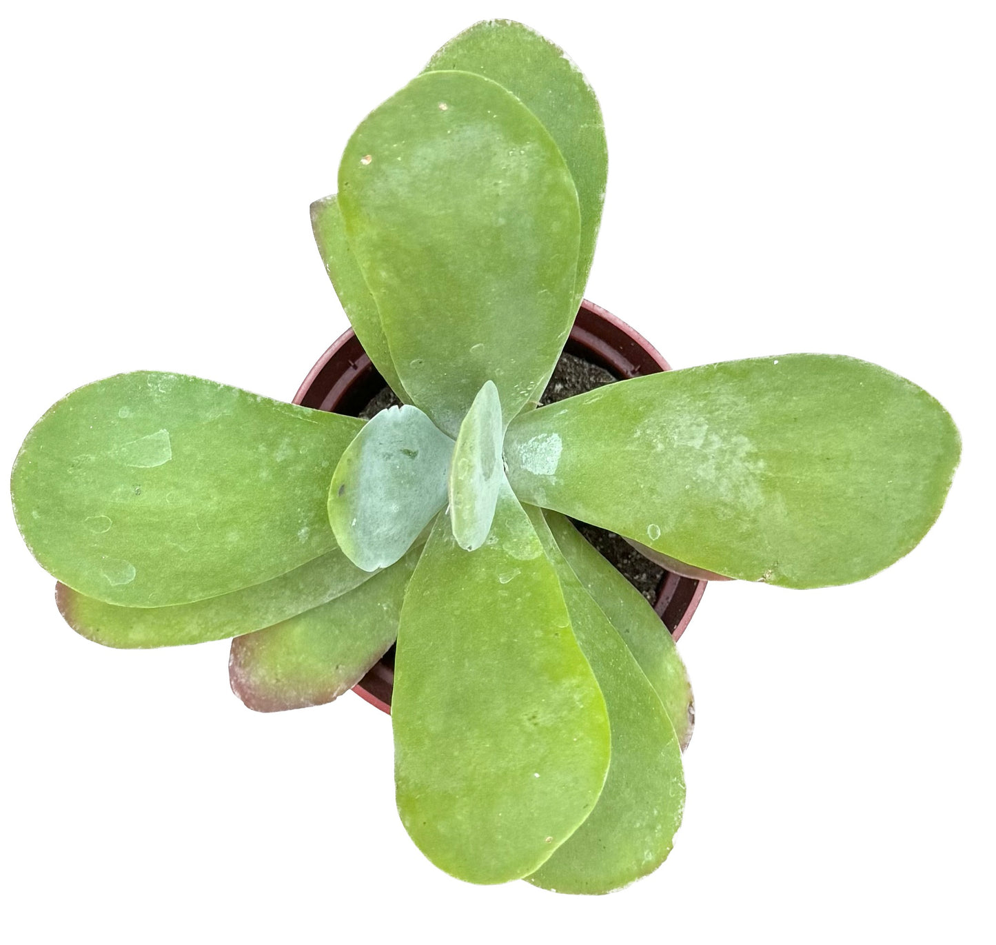Flapjacks Kalanchoe Thrysiflora