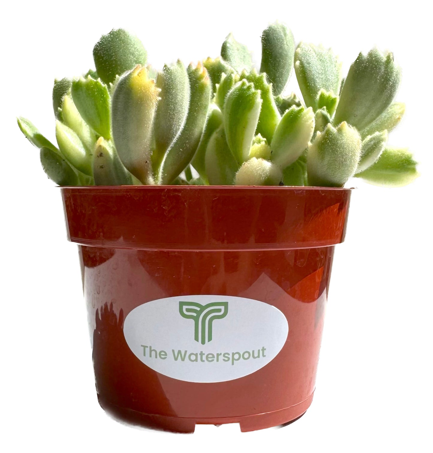 Bear Paw 'Cotyledon Tomentosa'