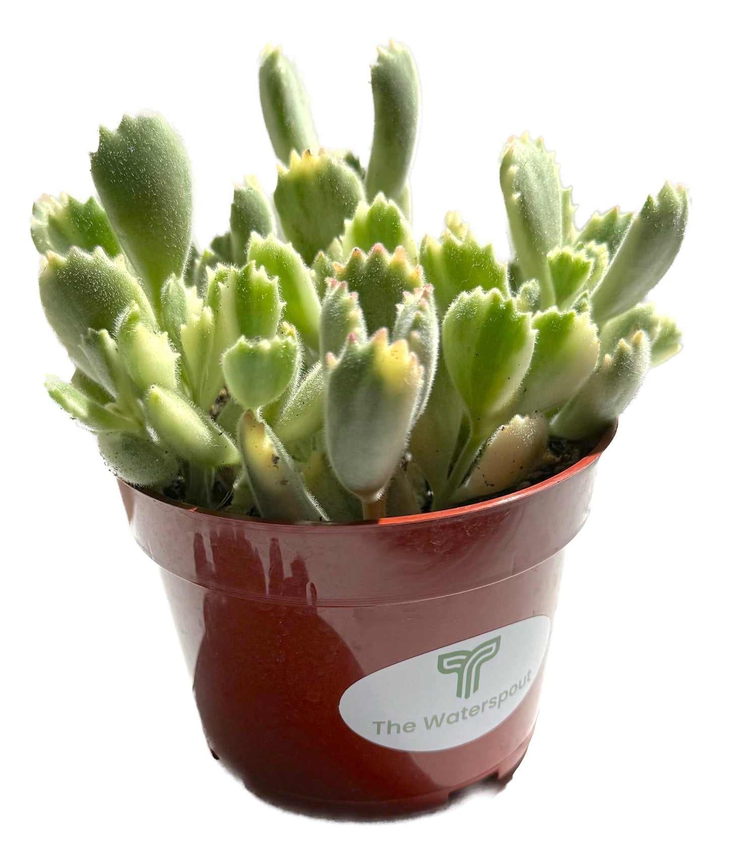Bear Paw 'Cotyledon Tomentosa'