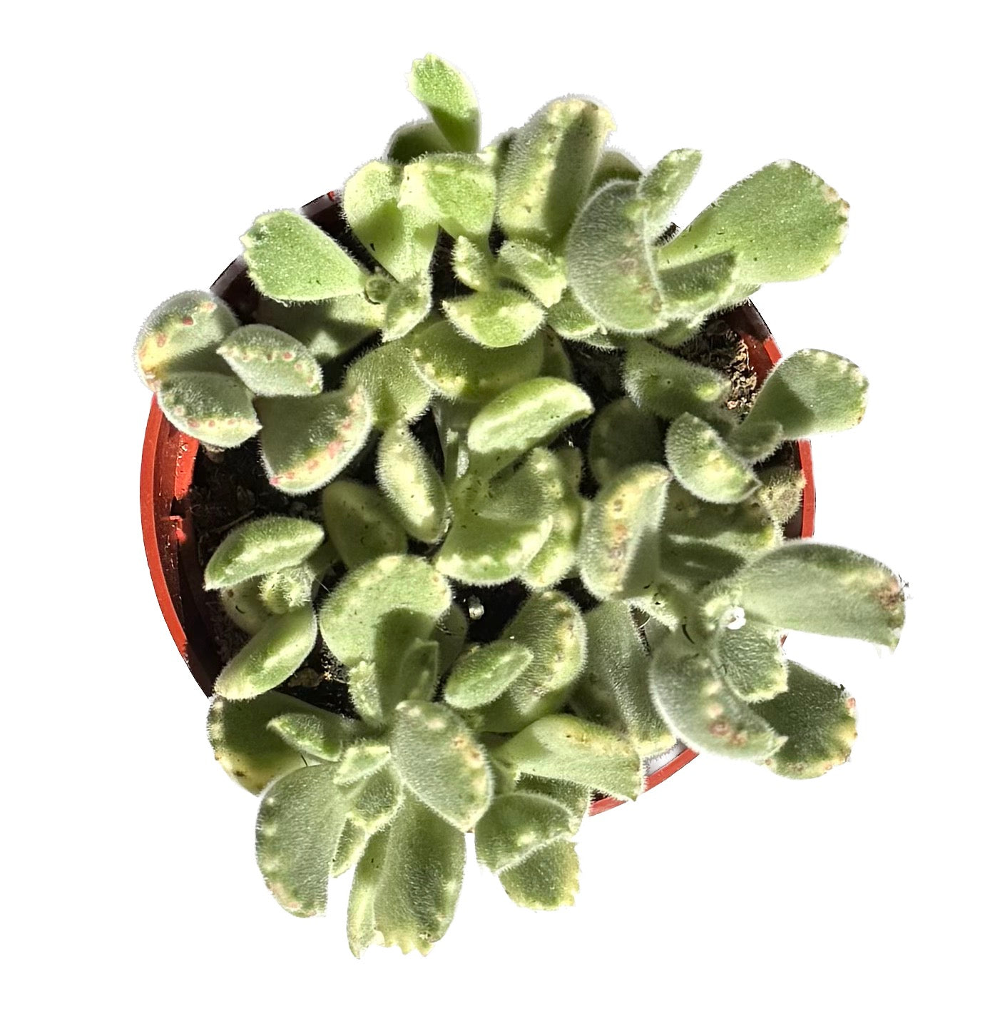 Bear Paw 'Cotyledon Tomentosa'