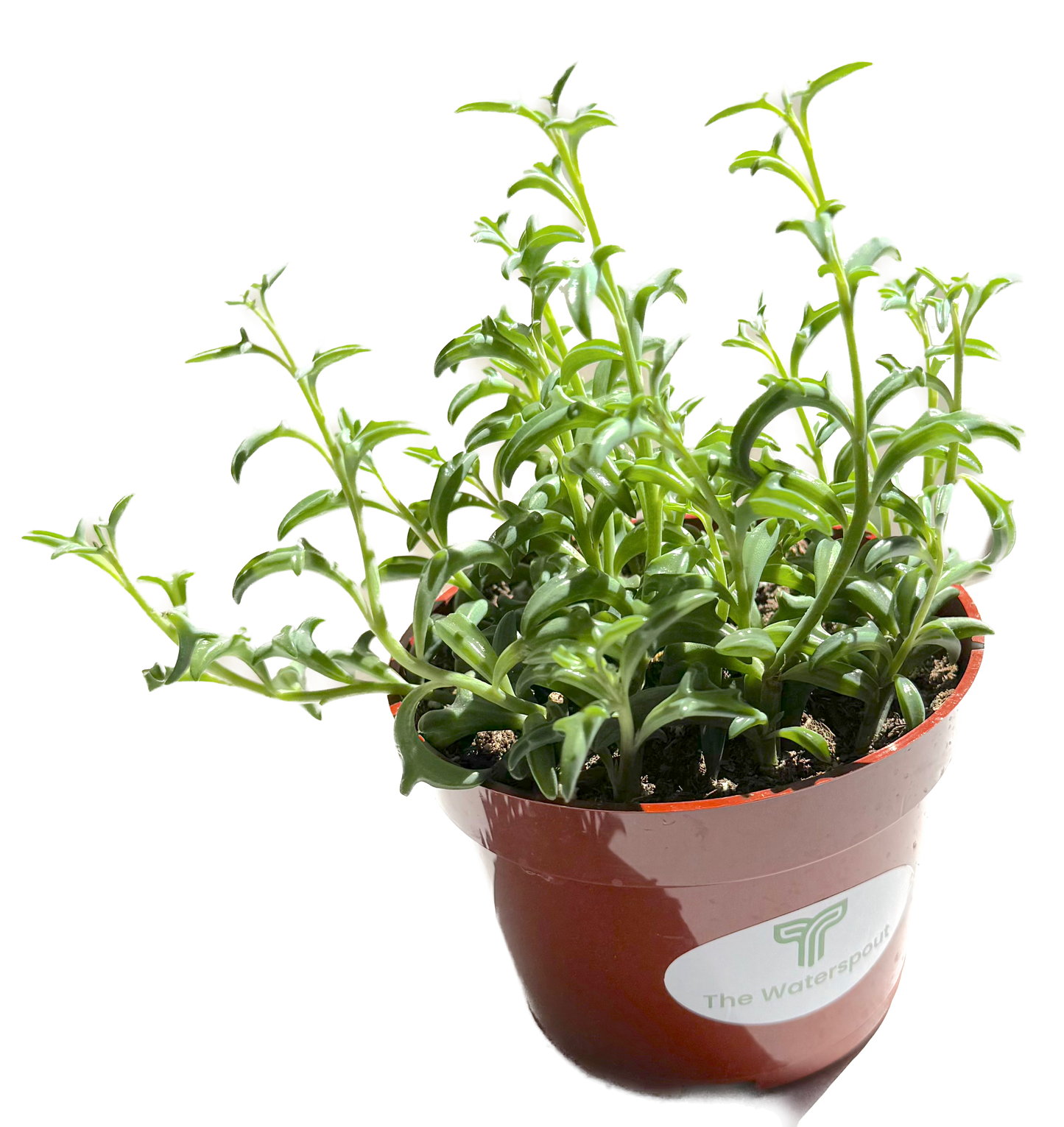 String of Dolphins 'Senecio peregrines'