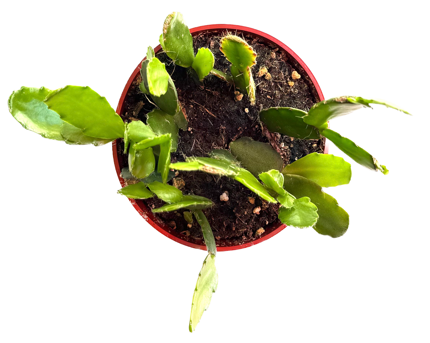 Thanksgiving Cactus 'Schlumgera truncata'