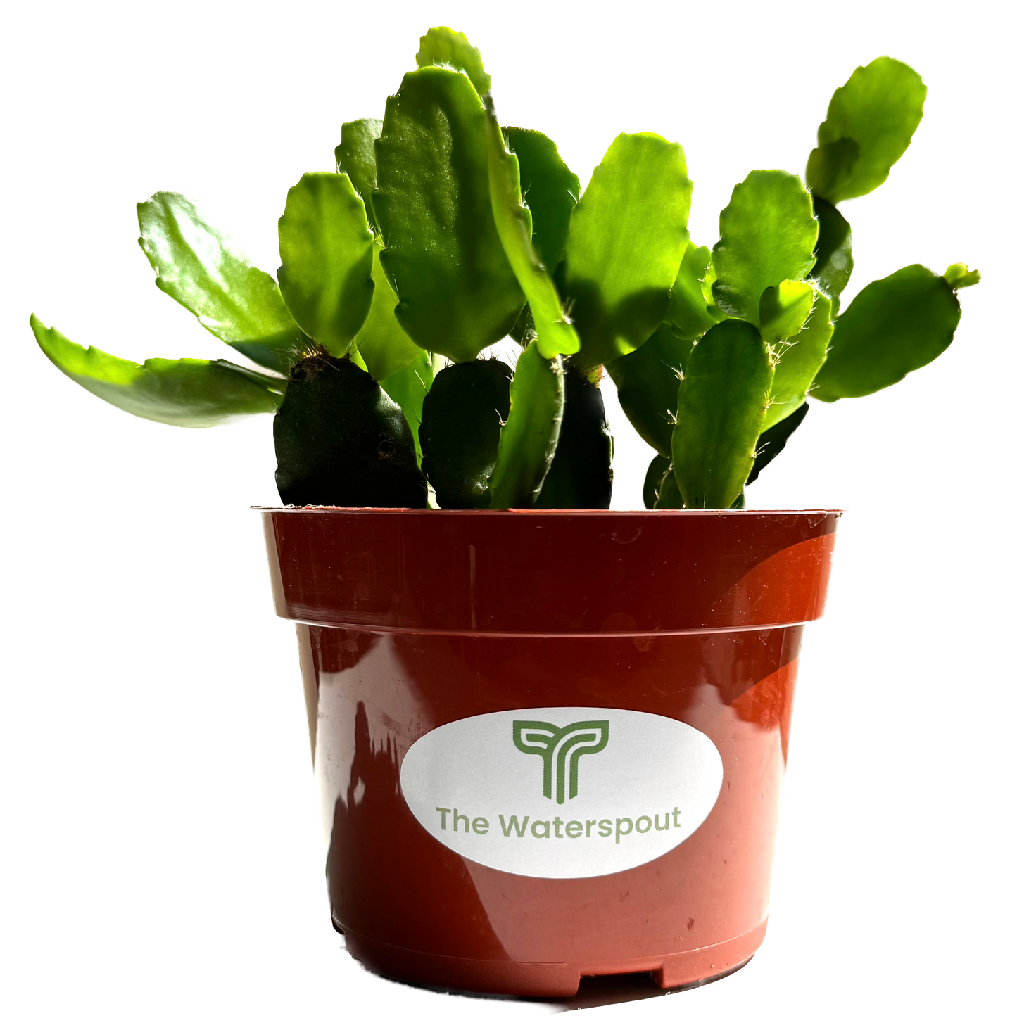 Thanksgiving Cactus 'Schlumgera truncata'