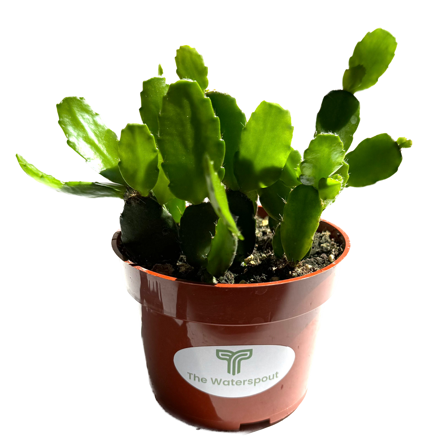 Thanksgiving Cactus 'Schlumgera truncata'