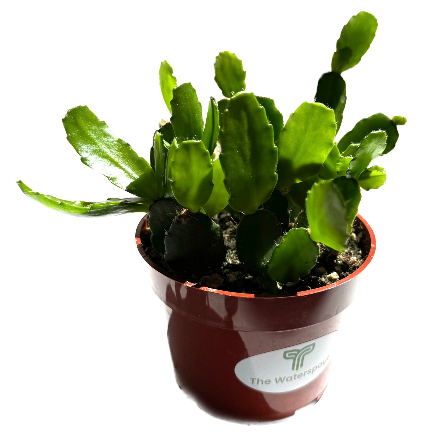 Thanksgiving Cactus 'Schlumgera truncata'