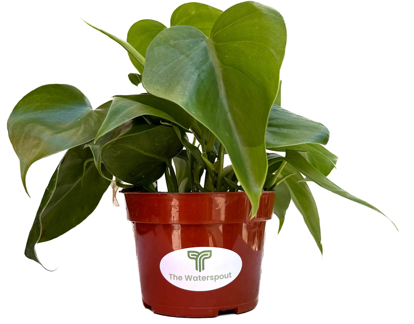 Heart Leaf Philodendron 'Cordatum Hederaceum'