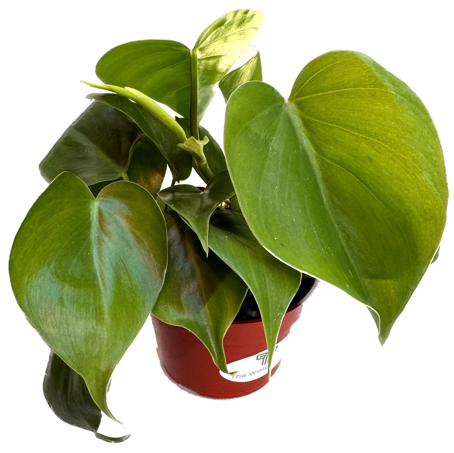 Heart Leaf Philodendron 'Cordatum Hederaceum'