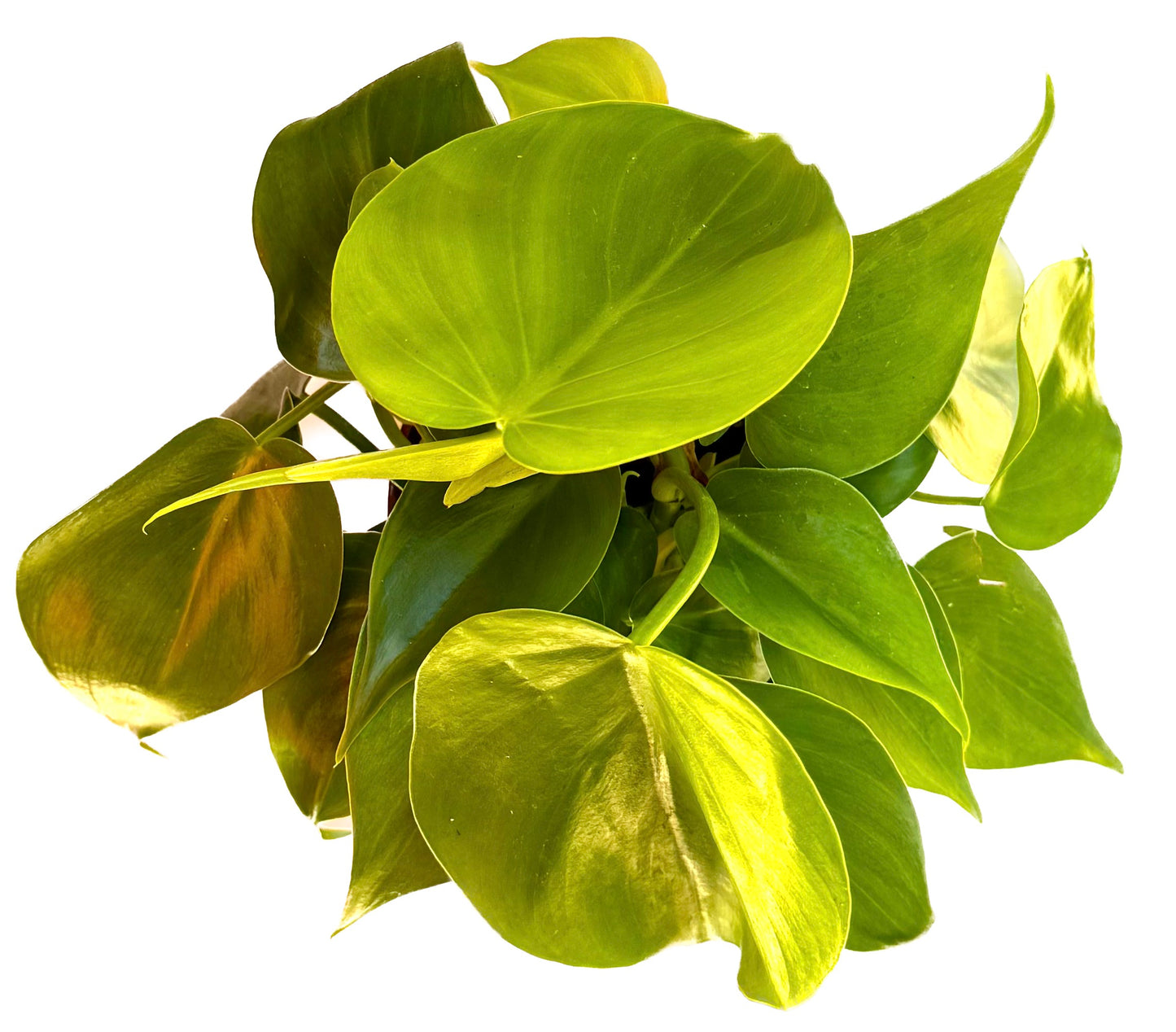 Heart Leaf Philodendron 'Cordatum Hederaceum'