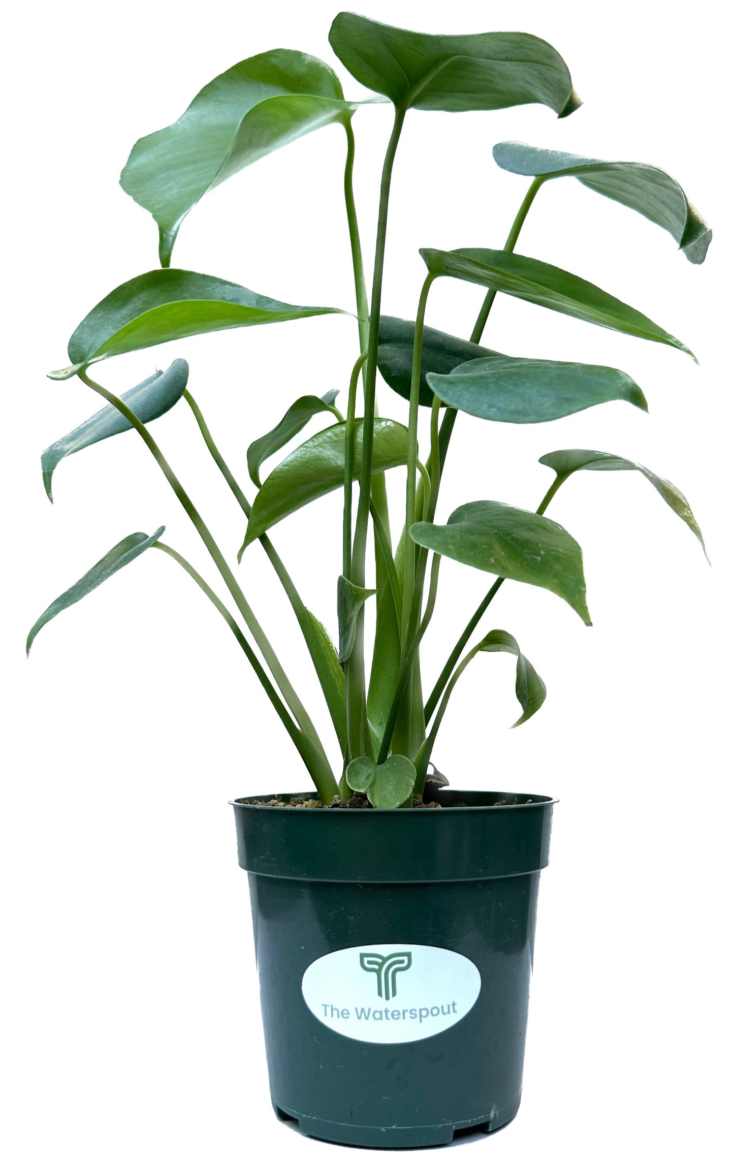Split-Leaf Swiss Cheese 'Monstera Deliciosa Philodendron'
