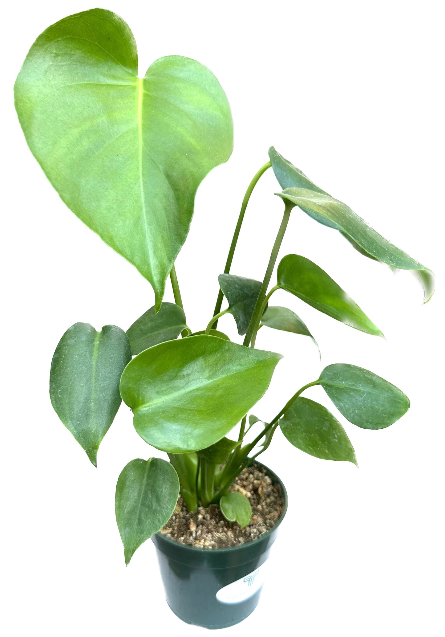 Split-Leaf Swiss Cheese 'Monstera Deliciosa Philodendron'