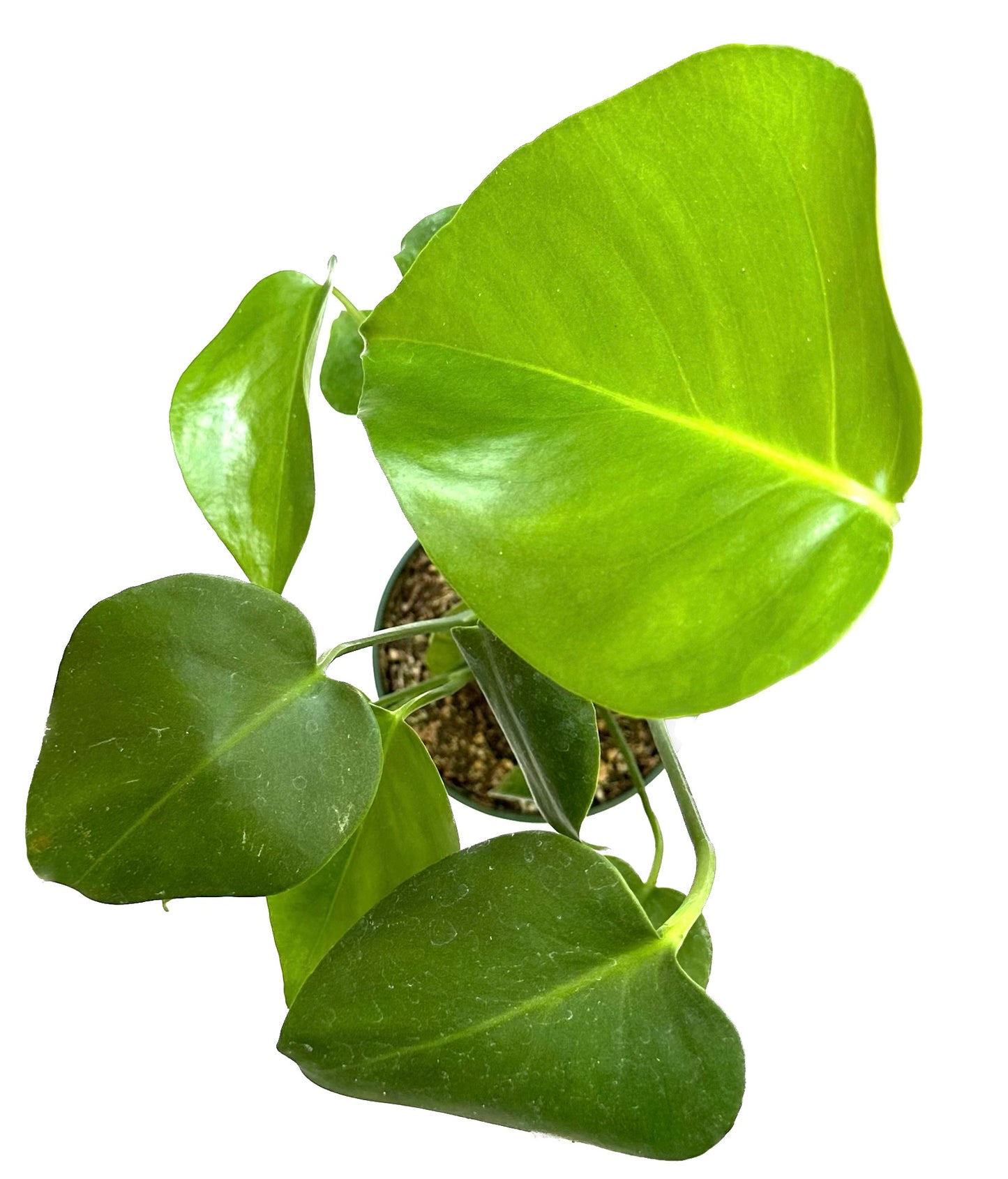 Split-Leaf Swiss Cheese 'Monstera Deliciosa Philodendron'