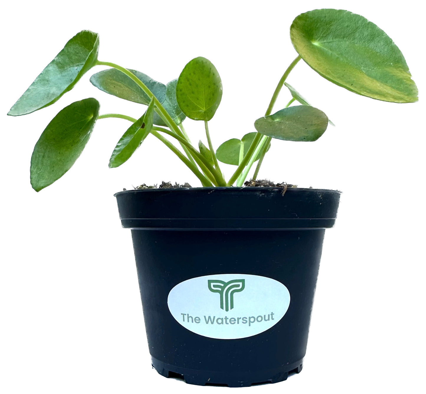 Chinese Money Plant 'Pilea Peperomioides'