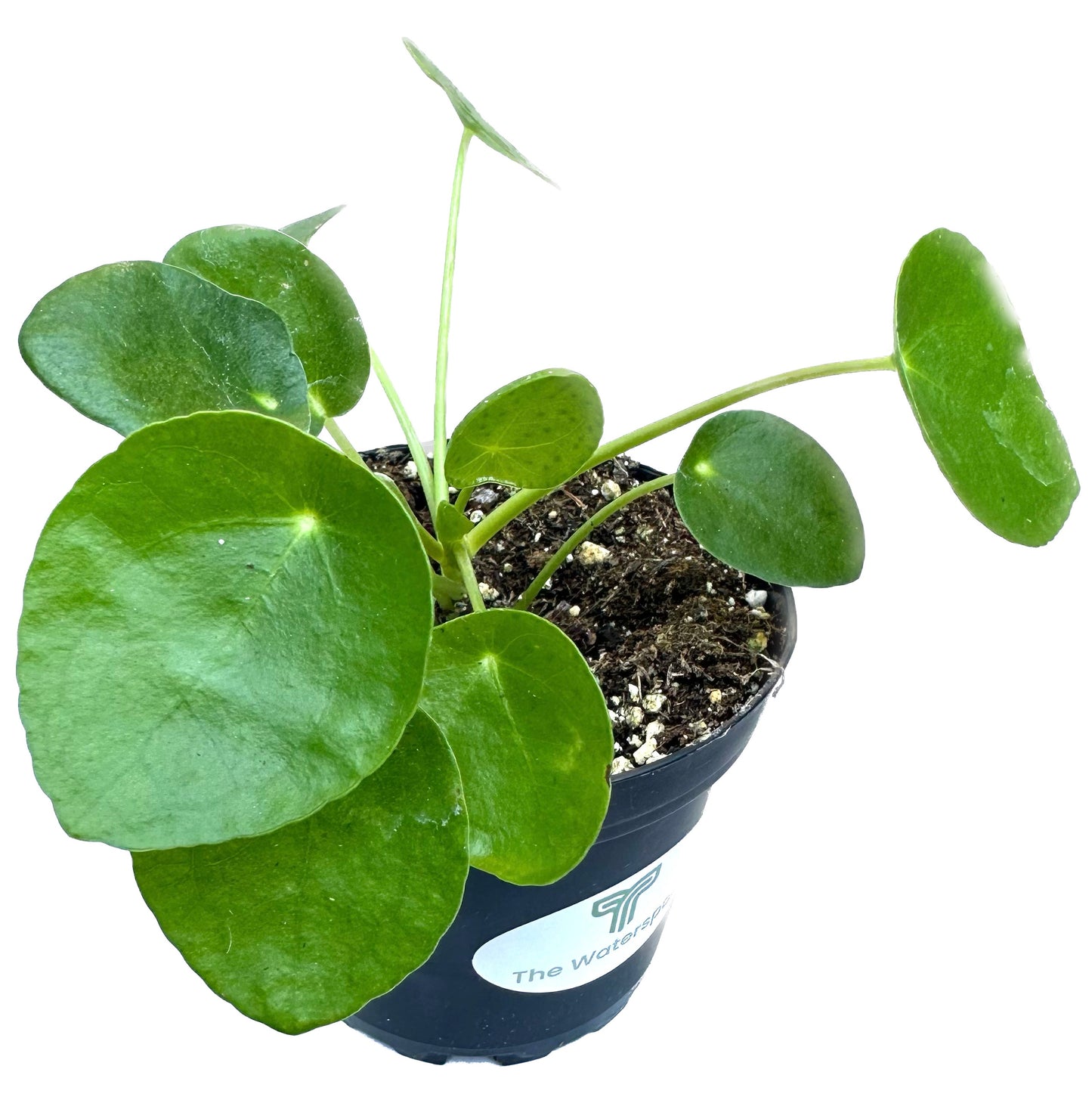 Chinese Money Plant 'Pilea Peperomioides'