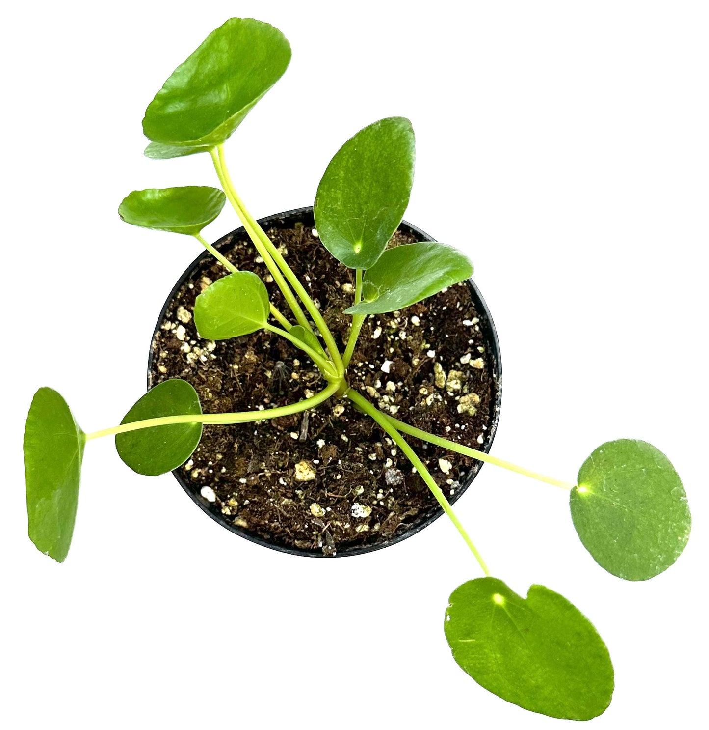 Chinese Money Plant 'Pilea Peperomioides'