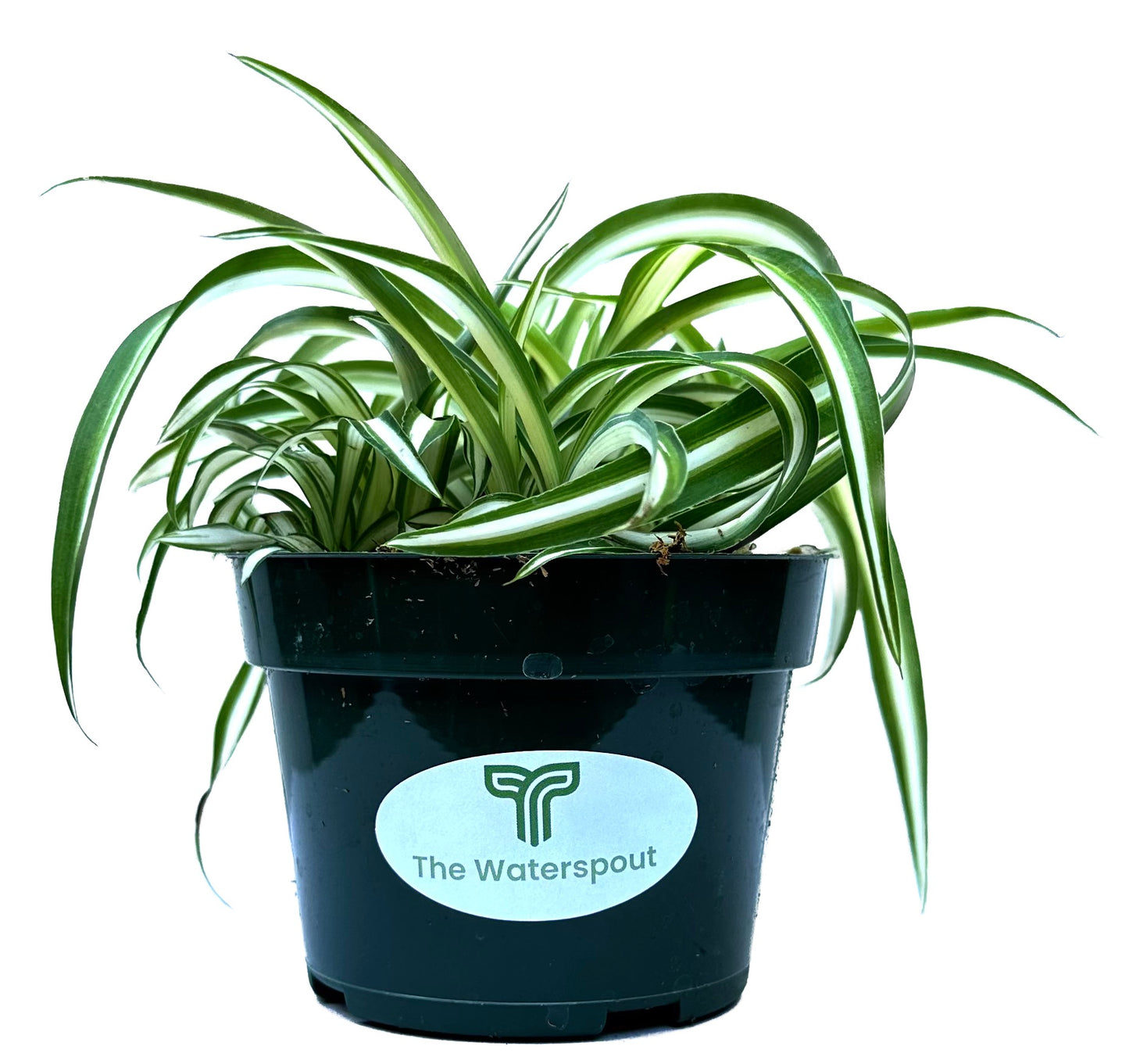 Bonnie Curly Spider 'Chlorophytum comosum'
