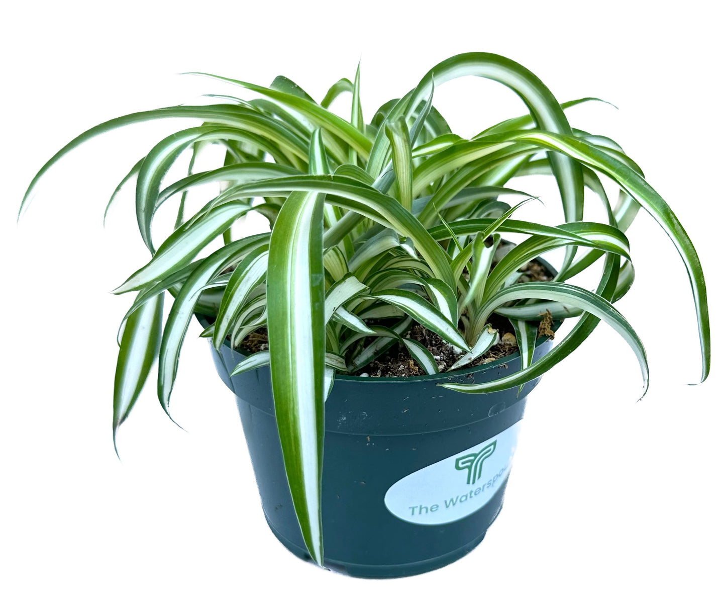 Bonnie Curly Spider 'Chlorophytum comosum'