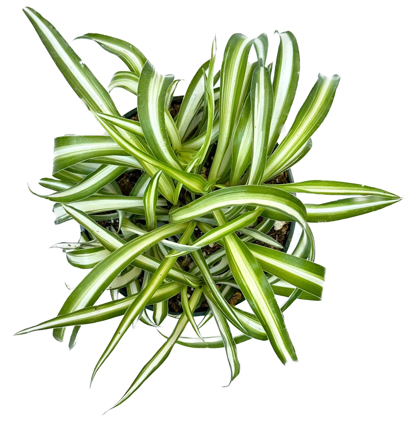 Bonnie Curly Spider 'Chlorophytum comosum'