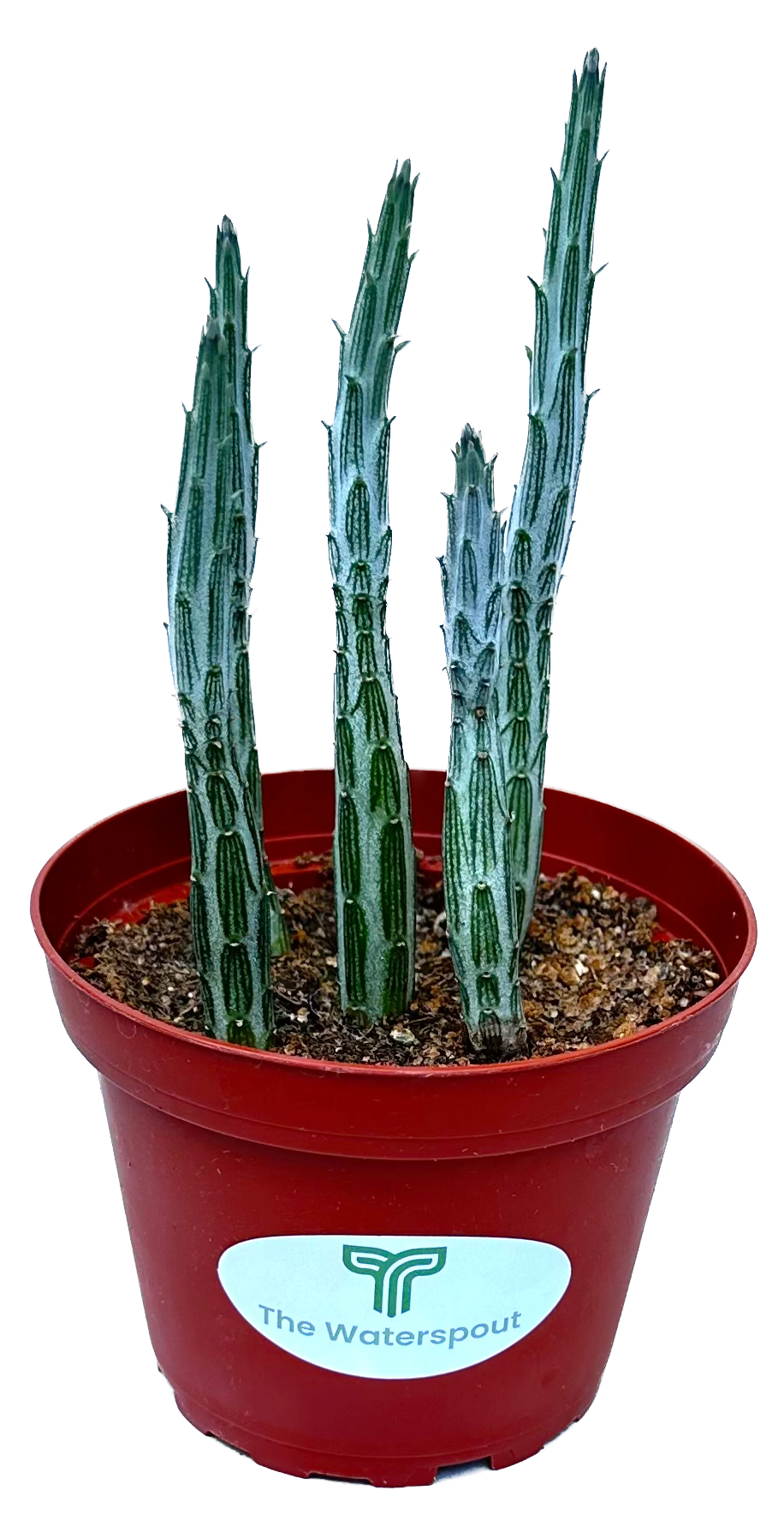 Kleinia 'Pickle Plant' Stapelliformis