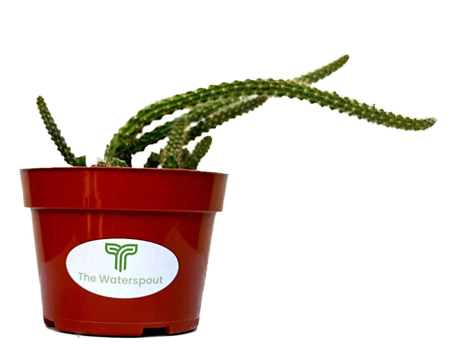 Rat's Tail 'Aporocactus Flagelliformis'