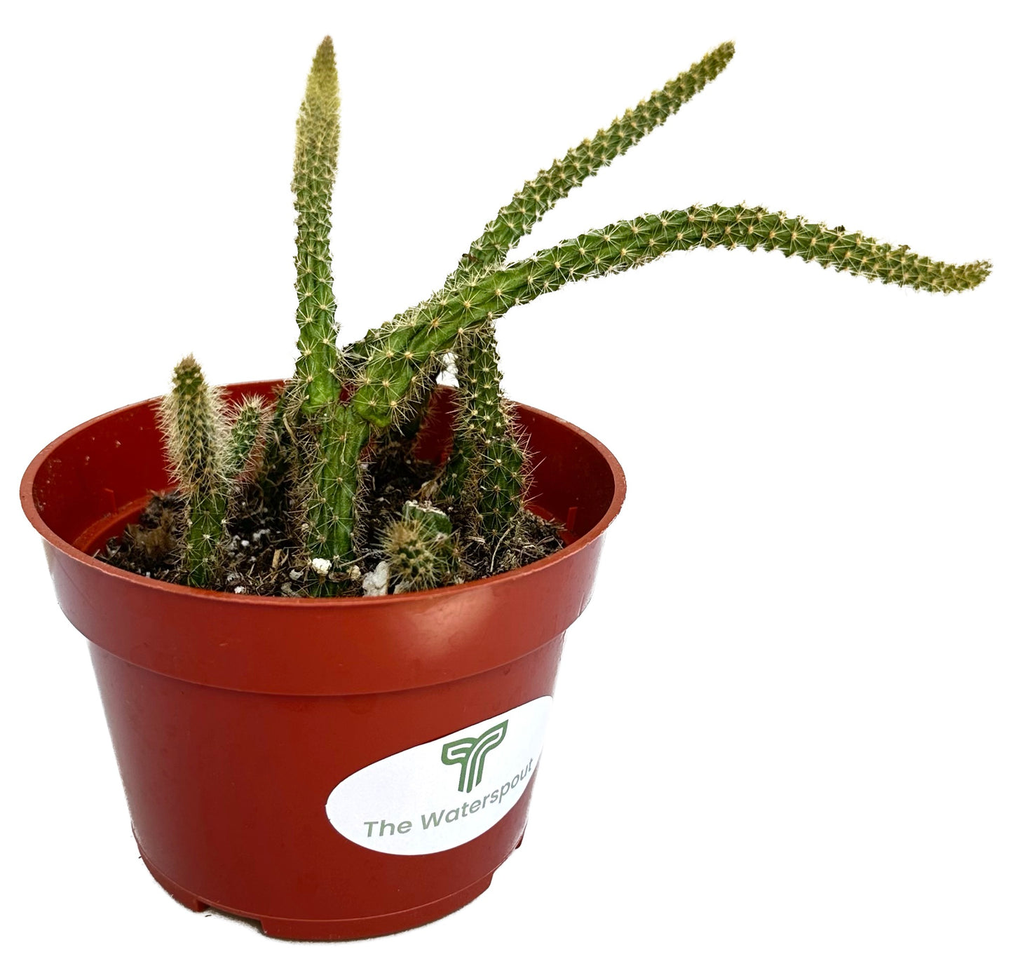 Rat's Tail 'Aporocactus Flagelliformis'