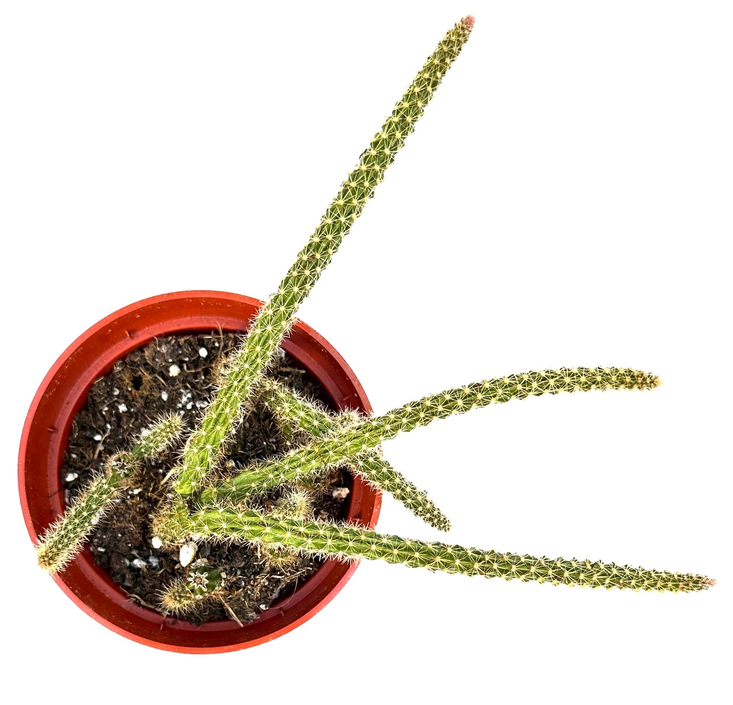 Rat's Tail 'Aporocactus Flagelliformis'