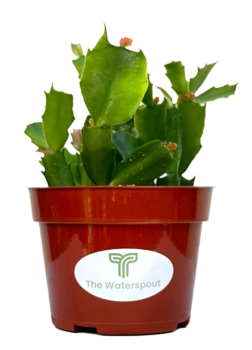 True Red Christmas Cactus 'Schlumbergera x buckleyi'