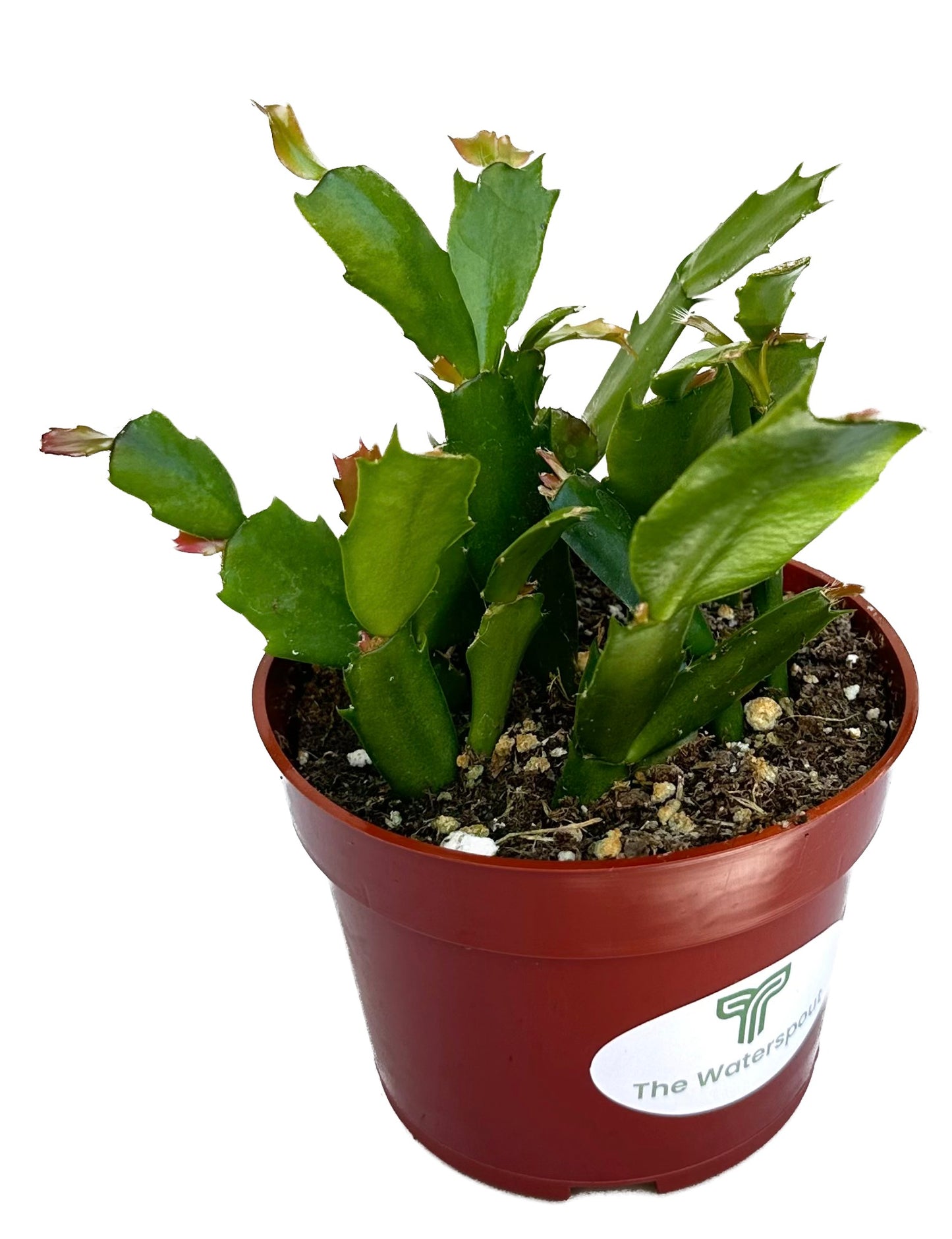 True Red Christmas Cactus 'Schlumbergera x buckleyi'