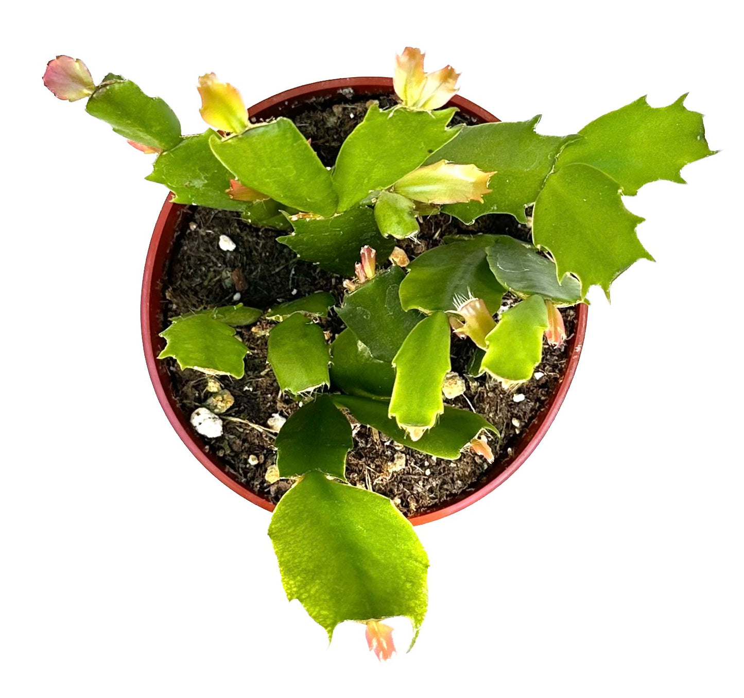 True Red Christmas Cactus 'Schlumbergera x buckleyi'