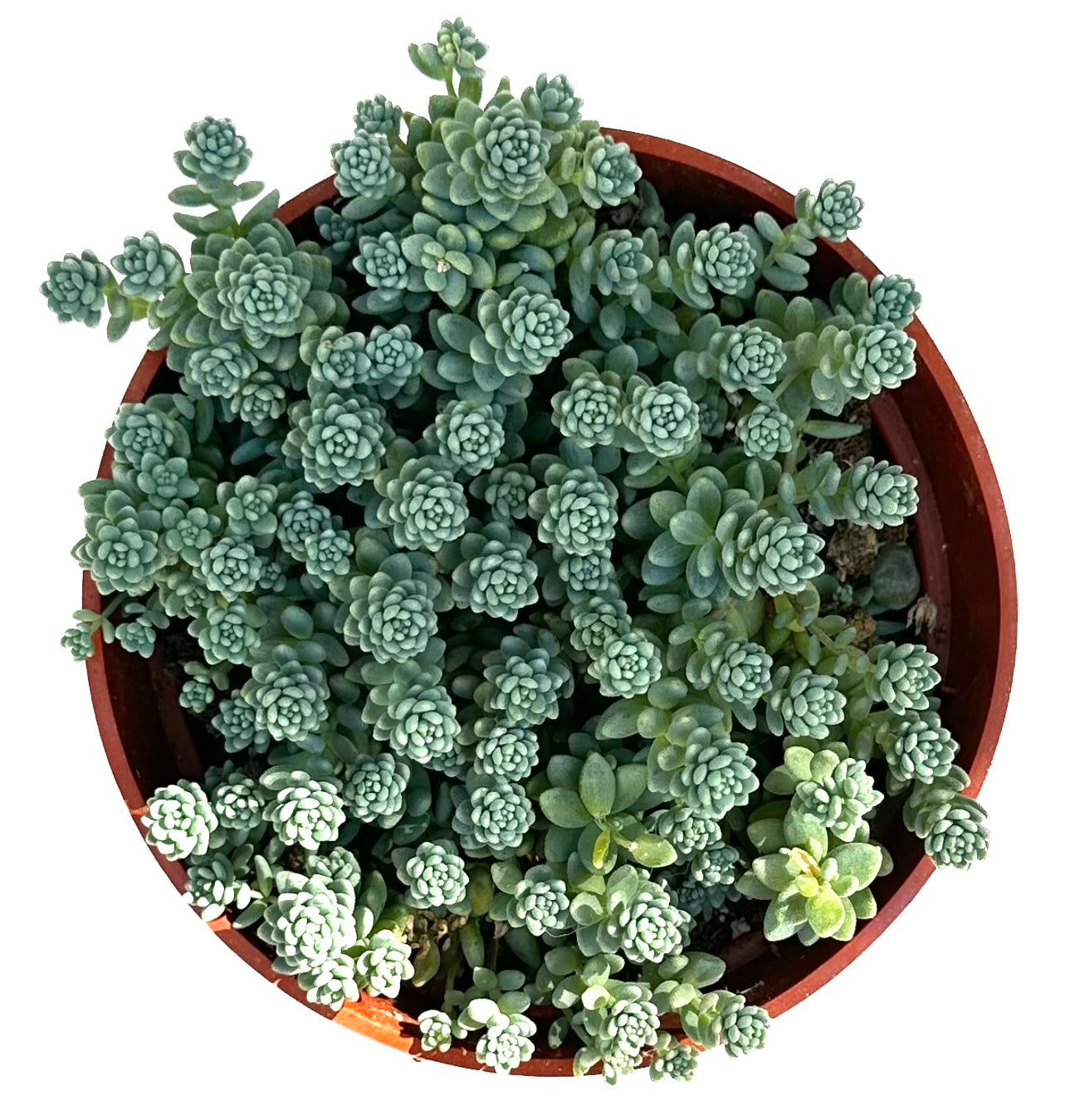 Cluster Sedum Dasyphyllum 'Stonecrop Major'