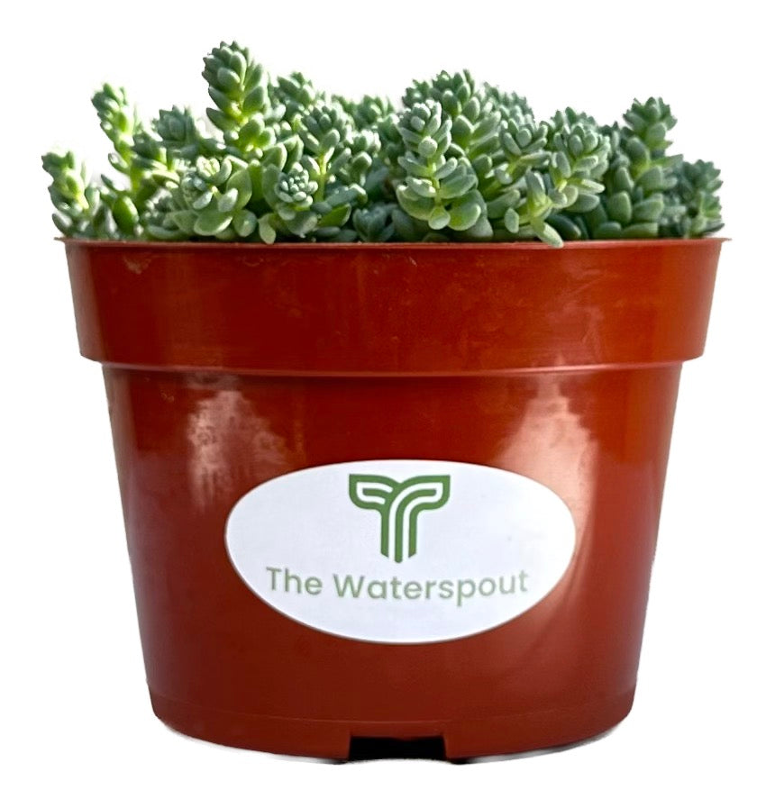 Cluster Sedum Dasyphyllum 'Stonecrop Major'