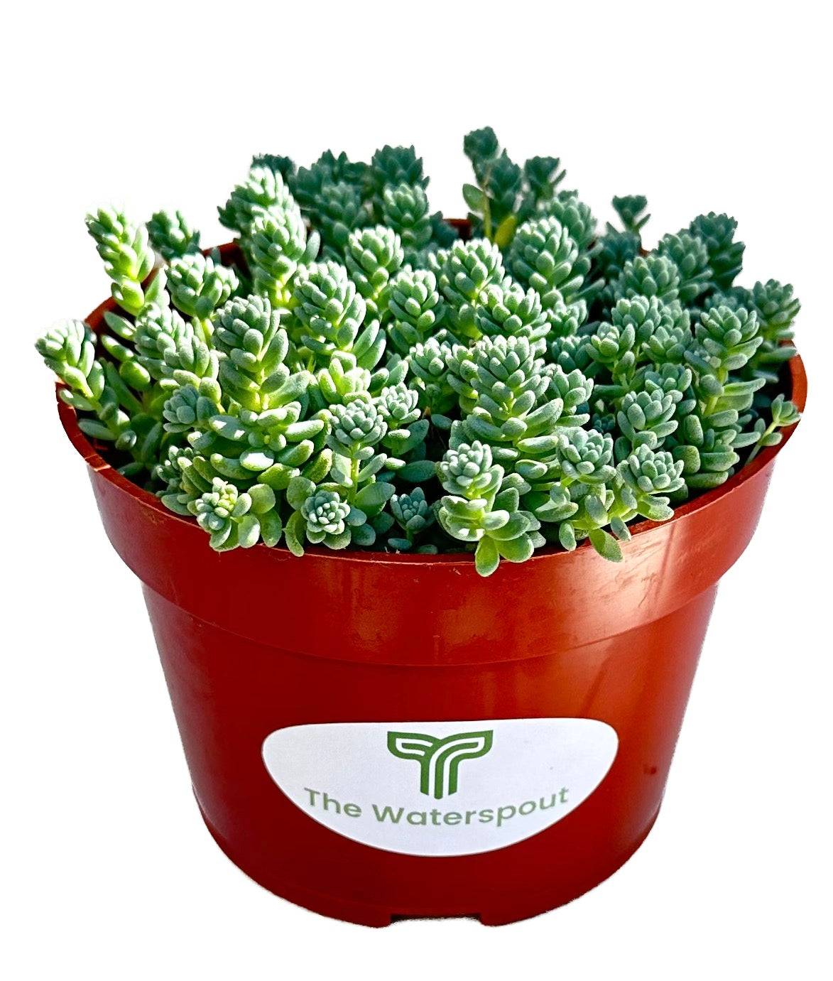 Cluster Sedum Dasyphyllum 'Stonecrop Major'