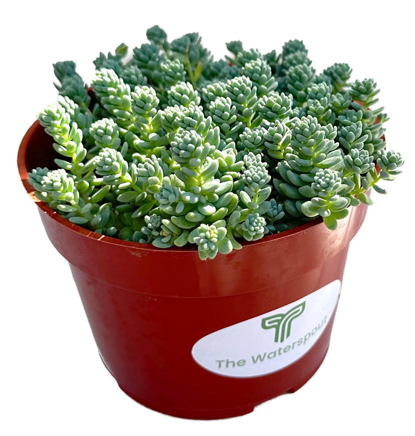 Cluster Sedum Dasyphyllum 'Stonecrop Major'