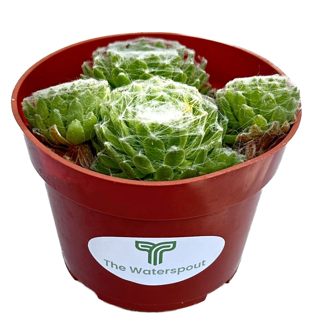 Serpervivum 'Hens and Chicks Cobweb'