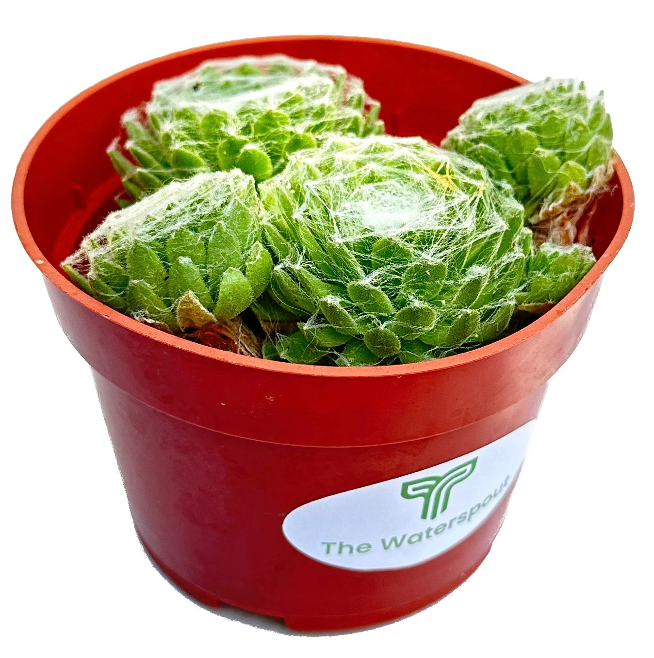 Serpervivum 'Hens and Chicks Cobweb'