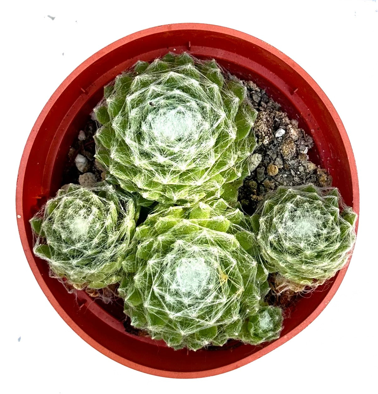 Serpervivum 'Hens and Chicks Cobweb'