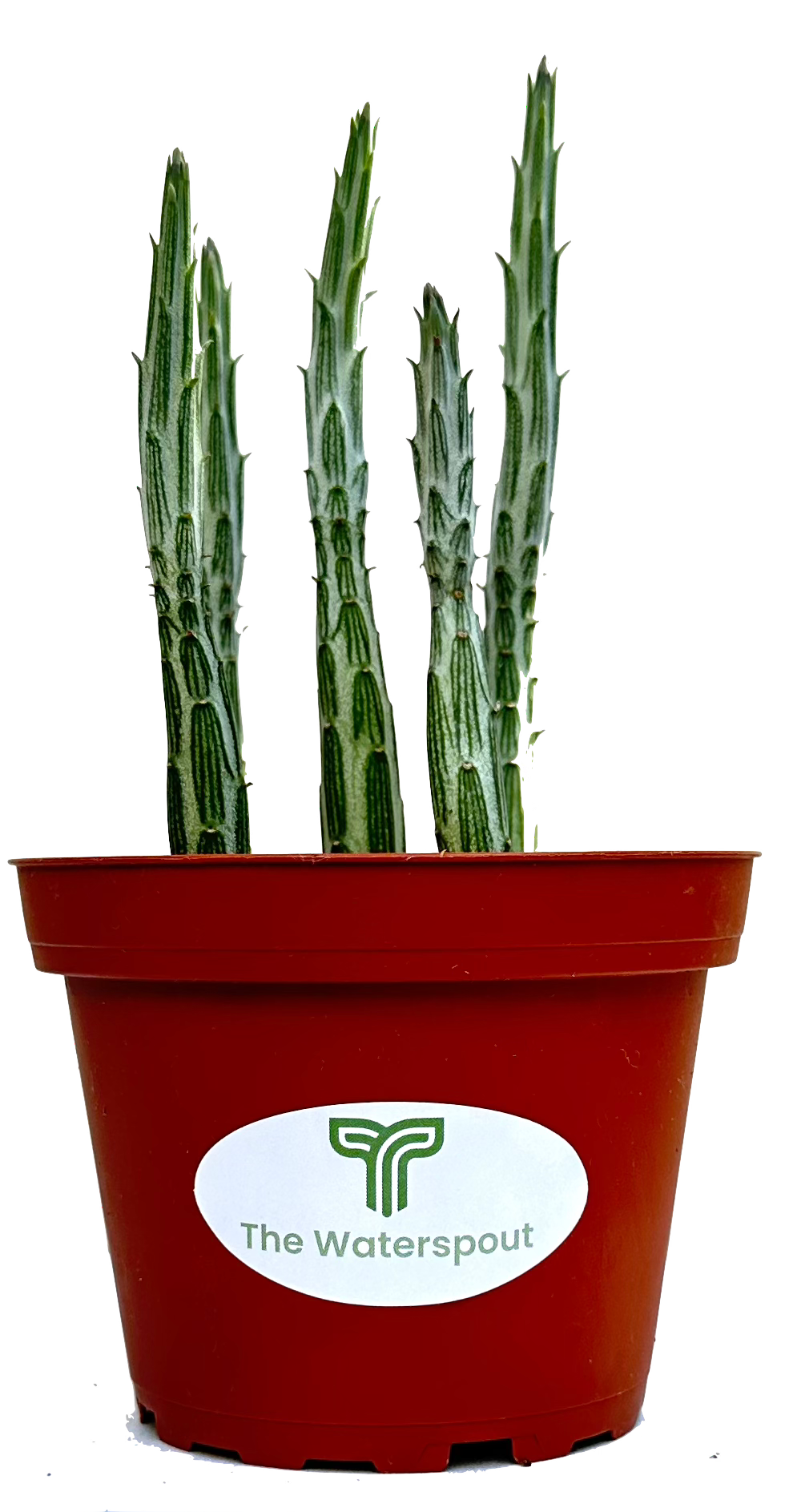 Kleinia 'Pickle Plant' Stapelliformis