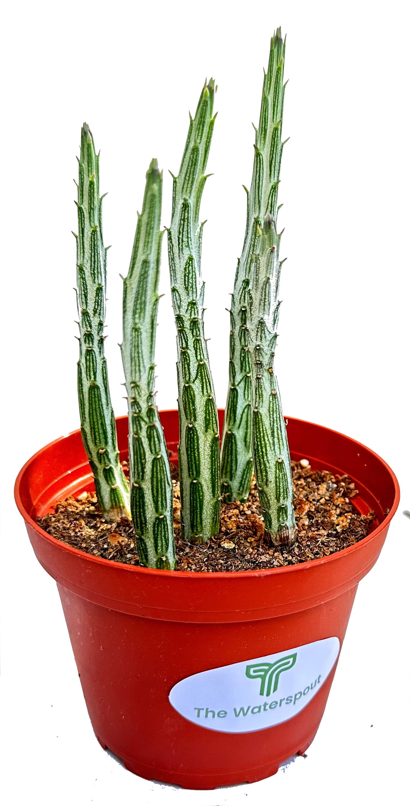 Kleinia 'Pickle Plant' Stapelliformis