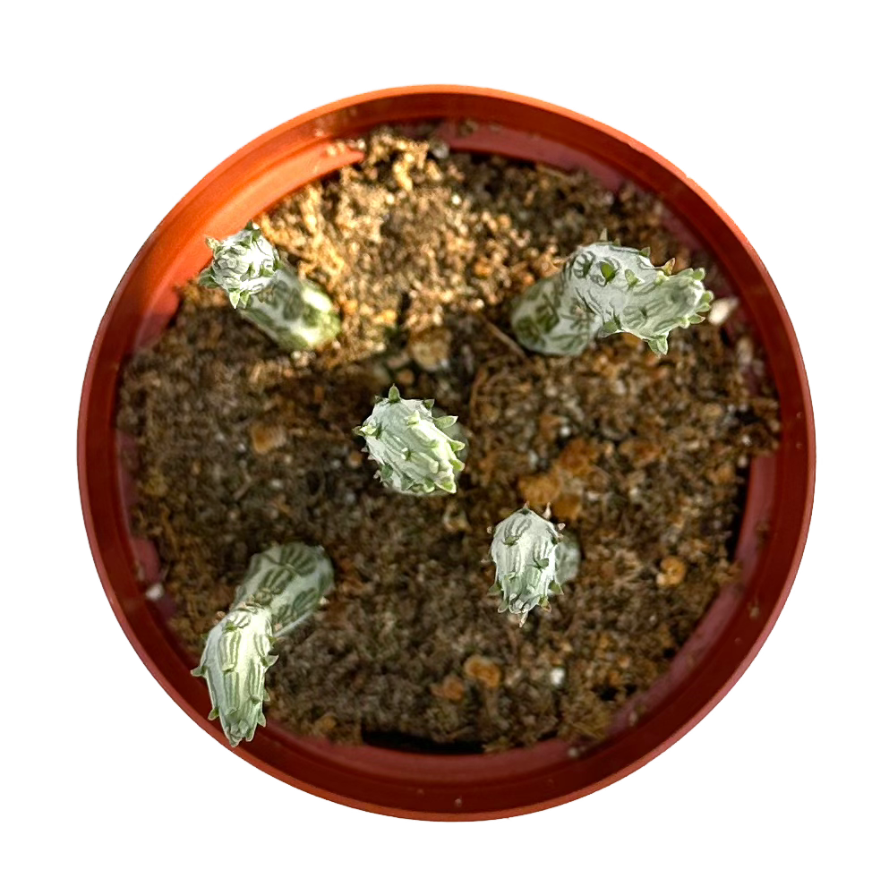 Kleinia 'Pickle Plant' Stapelliformis