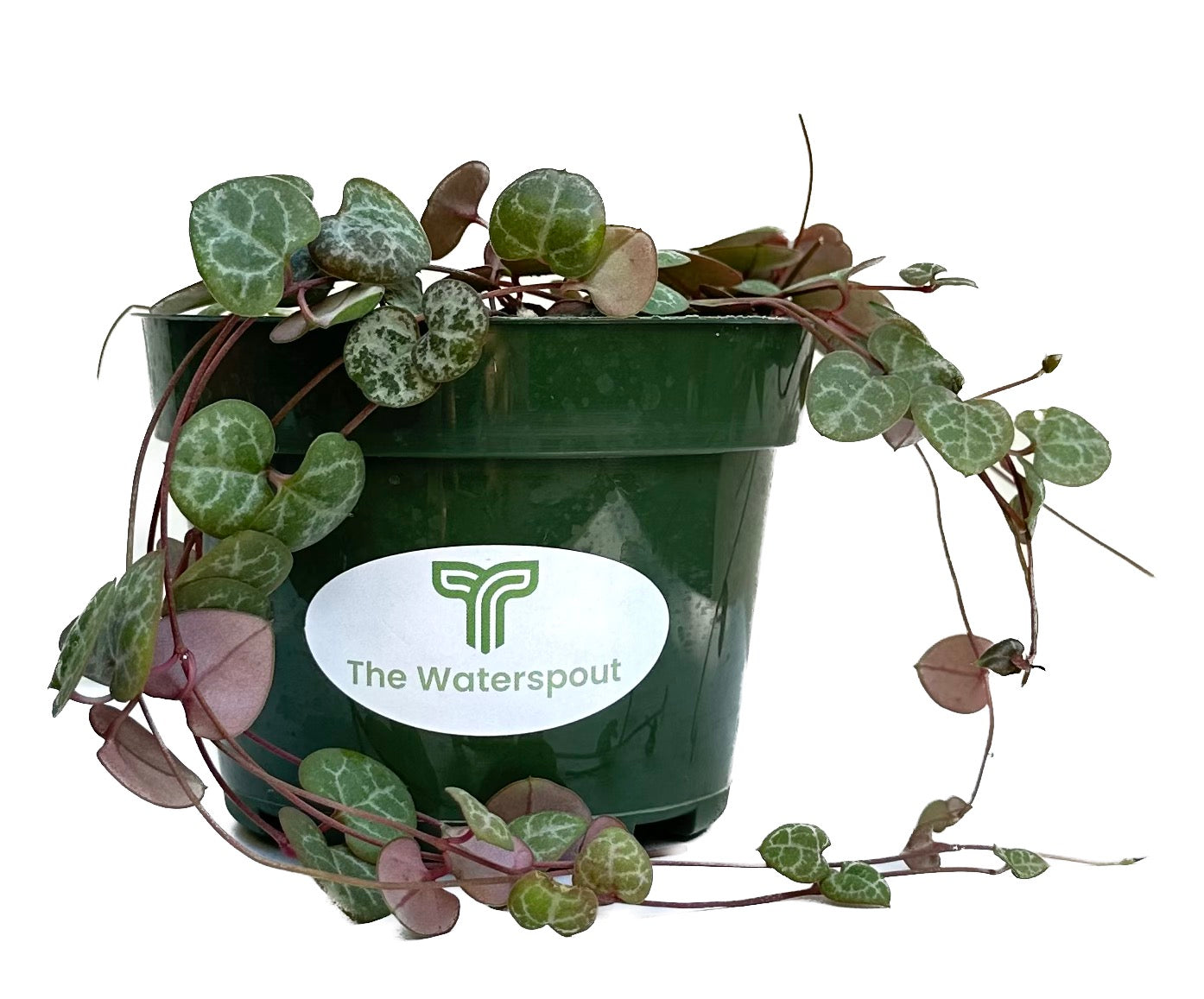 String of Hearts 'Ceropegia Woodii'